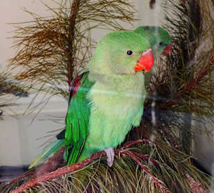 Artenerhaltung der Papageien