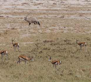 Etosha