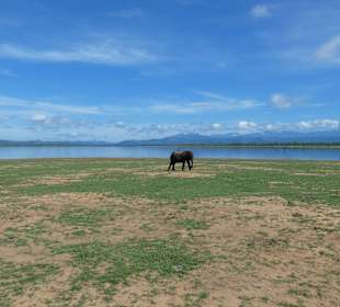Nationalpark Udawalawe