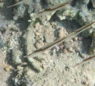 Schnepfenmesserfisch