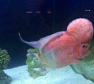 Discovery Park Manavgat 