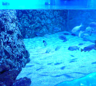 Im Aquarium