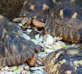 Fütterung bei den Landschildkröten