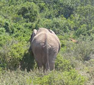 Er hat wohl genug gesehen 