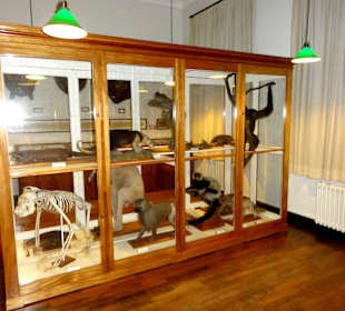 Naturalien-Kabinett des Landesmuseums