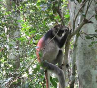 Red Colobus