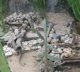 Leguane