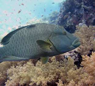 Schnorcheln Sharm el Sheikh/Na'ama Bay