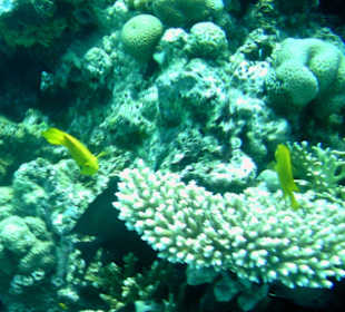 Tauchen im Roten Meer mit JDC