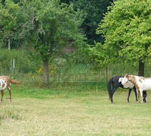 Pferde auf der Weide