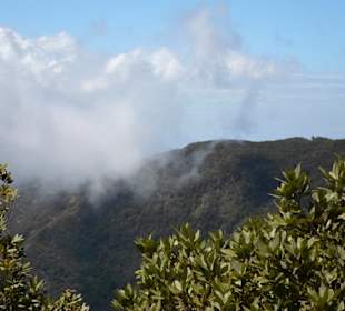 Die Bäume melken die Wolken