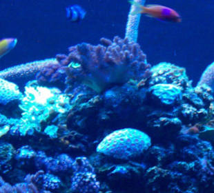 Palma Aquarium