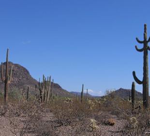 Organ Pipe Cactus National Monument
