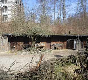 Zoo Landau