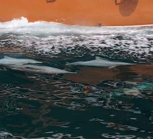 Heiko sei Dank Bilder Oman Fjord Dhaufahrt