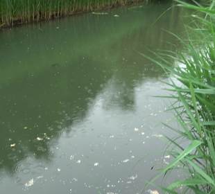 Fischlehrpfad Neu-Ulm