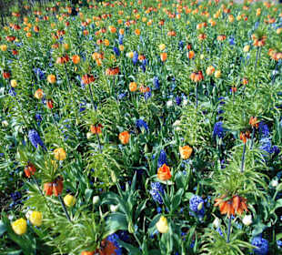 Blumenpracht im Keukenhof