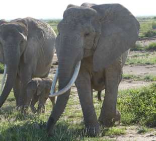 Mother Elephant closely guarding her calf-Amboseli