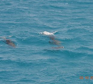 Freilebende Delphine