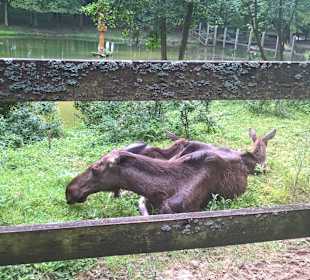 Elchfamilie im Wildpark