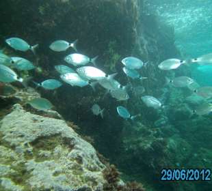 Tauchen am Hausriff- Fischschwarm