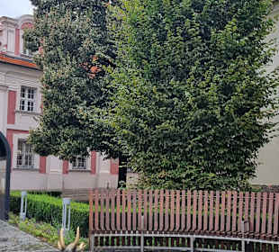 Ziegen