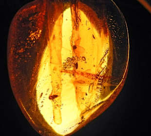 Kleines Tier im großen Gefängnis