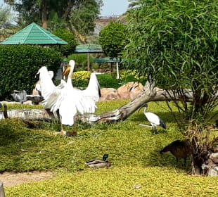 Al Areen Wildlife Park