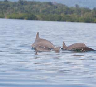 Dolphin Bay