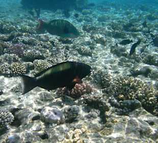 Unterwasserwelt Hotel Sharm Plaza