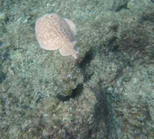 Torpedo-Rochen/Innenriff