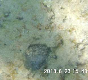 Schnorcheln Makadi Bay