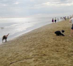 Spiele mit Hunde am Hundestrand