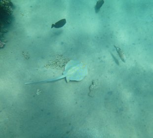 Rochen Madi Bay Oktober 2012