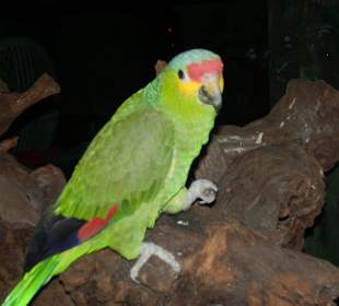 Die Takos schmecken lecker