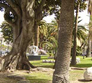 Uralte Bäume an der Promenade in Reggio Calabria