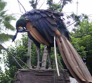Loro Parque