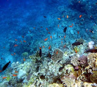 Hausriff, Korallen, Fische Wahnsinn