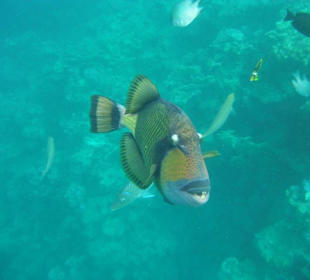 Betagter Napoleonfisch