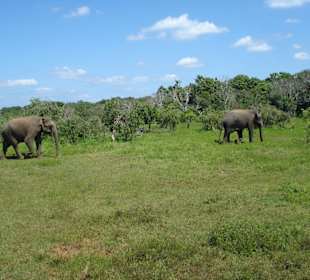 Yala Nationalpark