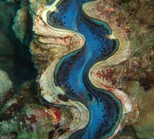 Giant Clam
