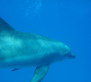 Delfine unter Wasser