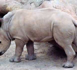 Südl. Breitmaulnashorn
