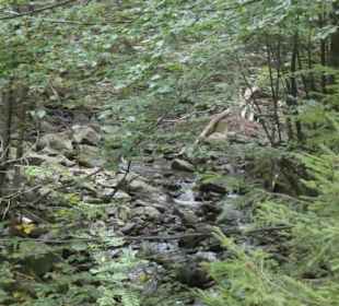 Wasserfall-Tour: Weg zu den Rißlochwasserfällen