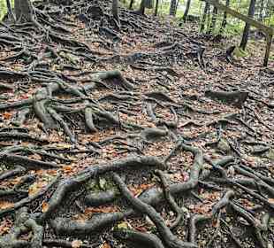 Wurzelwerk auf dem WEg zum Schloss