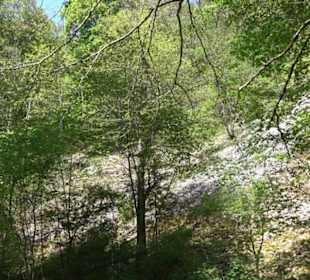 Premiumwanderweg Hochgehschätzt