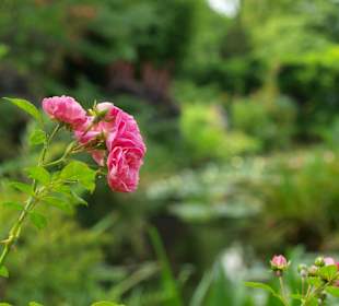 Kwiaty w ogrodzie Moneta