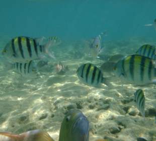 Schönes Riff mit bunten Fischen