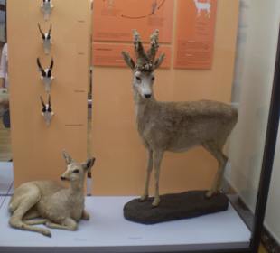 Zoologisches Forschungsmuseum Alexander Koenig