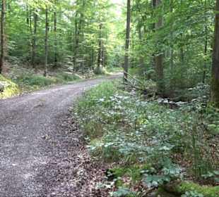 Sonnenaufgangs-Rundwanderung Rübgarten